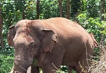 ಗ್ರಾಮಕ್ಕೆ ಕಾಲಿಟ್ಟ ಒಂಟಿ ಸಲಗ : ಜೀವಭಯದಲ್ಲಿ ಗ್ರಾಮಸ್ಥರು..!